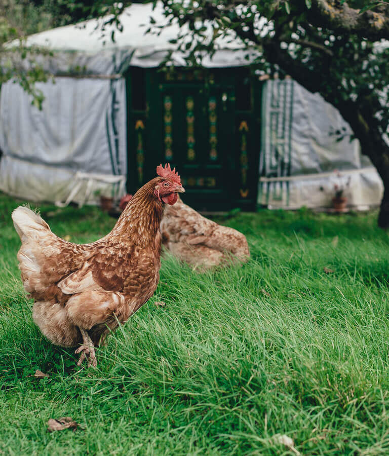 Eier von Demeter-Landwirten, angeboten über Cateringservice fleur de cuisine in Ulm, Firma Wilken Gourmet 