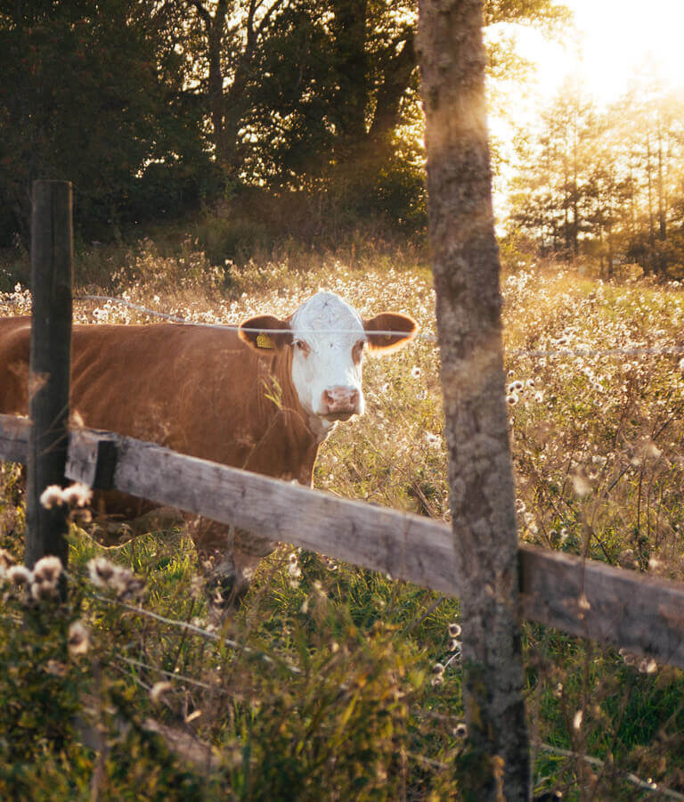 Fleisch von Demeter-Landwirten, angeboten über Cateringservice fleur de cuisine in Ulm, Firma Wilken Gourmet