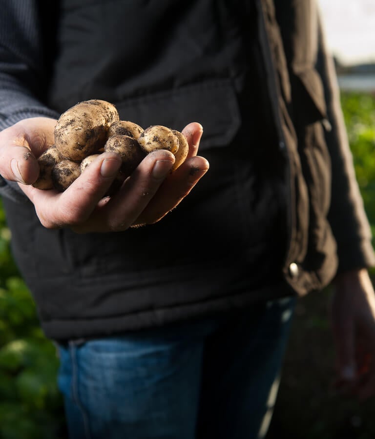 Gemuese von Demeter-Landwirten, angeboten über Cateringservice fleur de cuisine in Ulm, Firma Wilken Gourmet